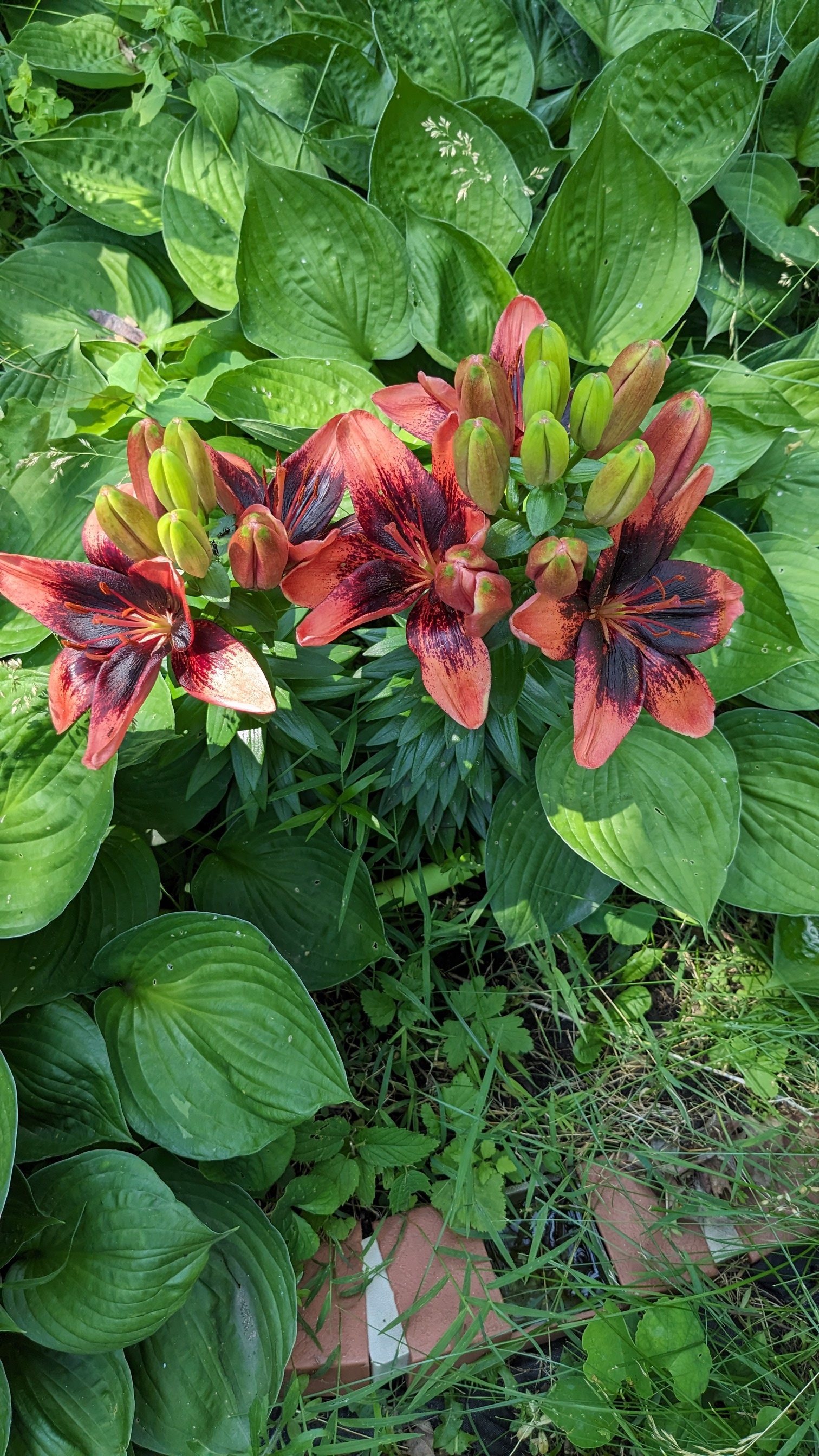 Two-tone lilies with deep orange petals and a dark red throat